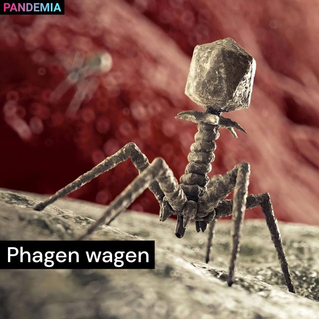 Phagen wagen | Pandemia