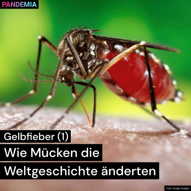 Gelbfieber | Wie Mücken die Weltgeschichte änderten | Pandemia