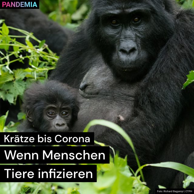 Krätze bis Corona | Wenn Menschen Tiere infizieren | Pandemia