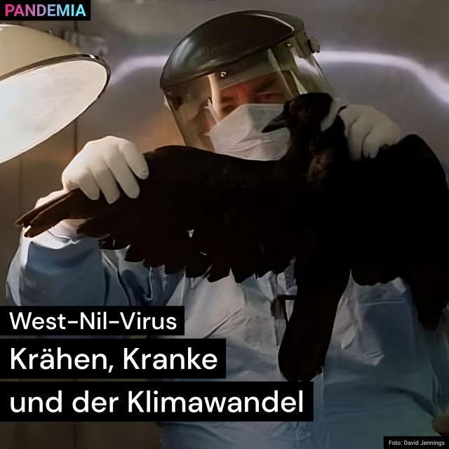 West-Nil-Virus – Krähen, Kranke und der Klimawandel | Pandemia